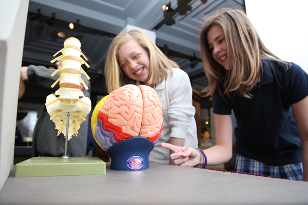 Students learn about the nervous system with a model of the brain and spinal cord at a Brain Awareness event. 